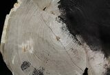 Petrified Wood Slab - Sweethome, Oregon #25857-2